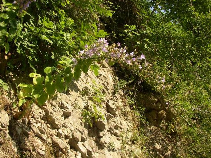 Campanula kapelae