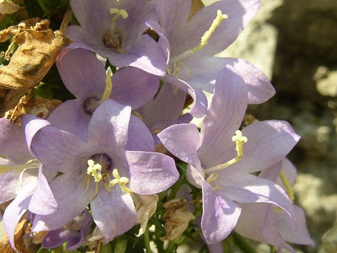 Campanula kapelae