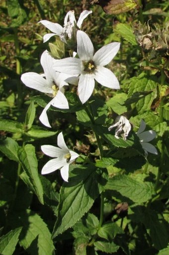 Campanula lactiflora