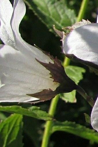 Campanula lactiflora