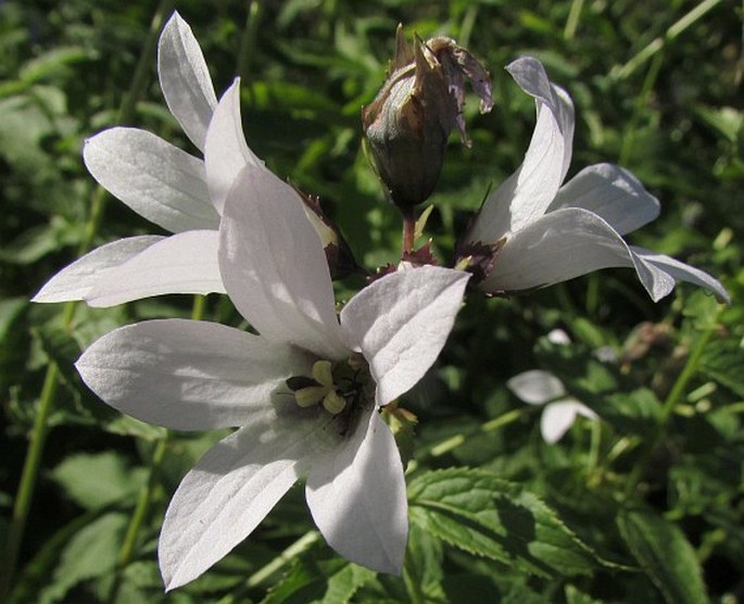 Campanula lactiflora