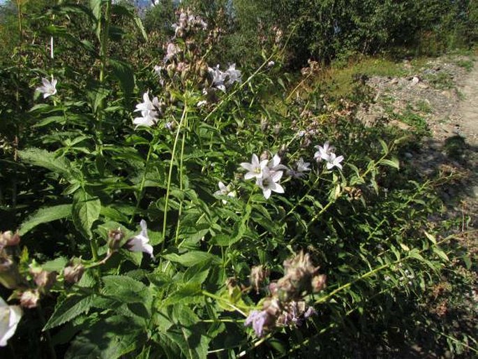 Campanula lactiflora