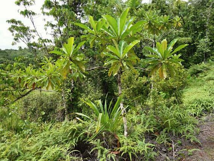 Campnosperma brevipetiolatum