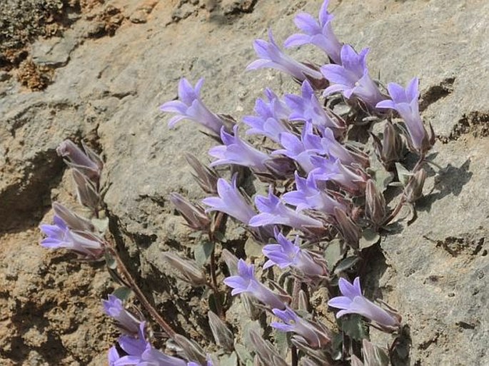 Campanula topaliana