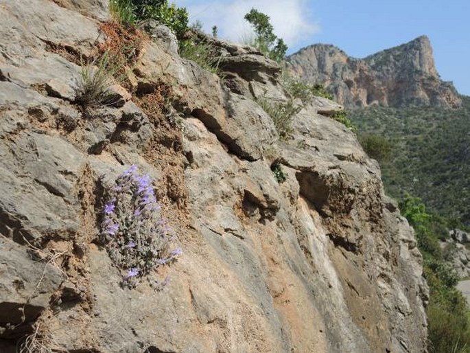 Campanula topaliana