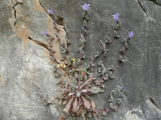 Campanula topaliana