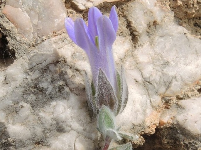 Campanula topaliana