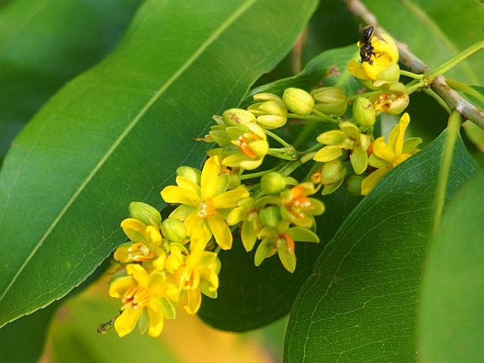 CAMPYLOSPERMUM SERRATUM (Gaertn.) Bittrich et M. C. E. Amaral