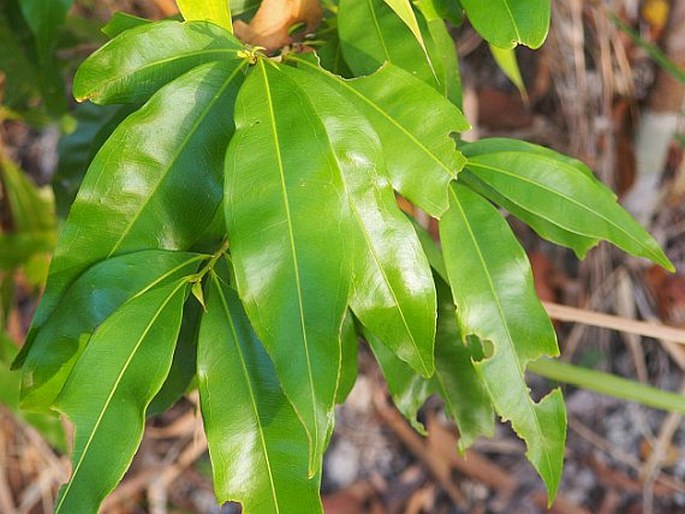 Campylospermum serratum