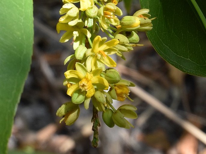 Campylospermum serratum