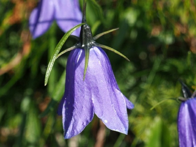 Campanula tatrae