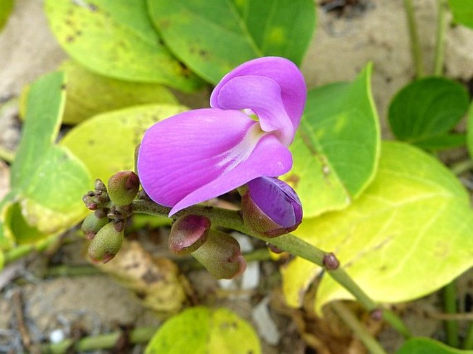 CANAVALIA ROSEA (Sw.) DC.