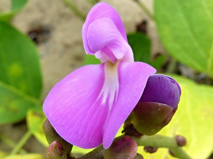 Canavalia rosea