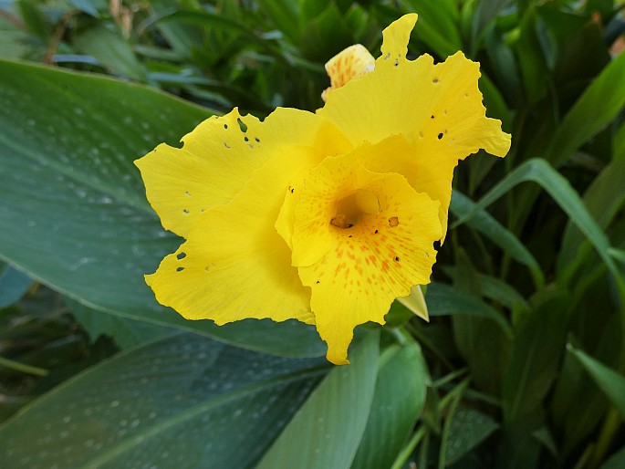 Canna ×orchiodes