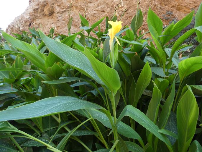 Canna ×orchiodes