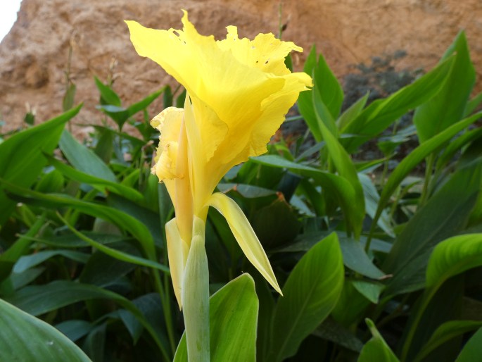 Canna ×orchiodes