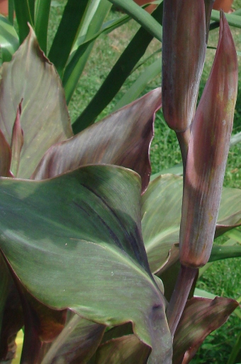 Canna × hybrida