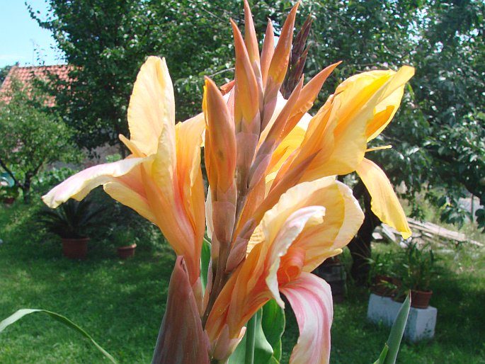 Canna × hybrida