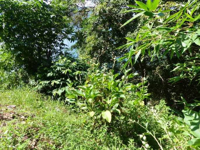 Canna indica