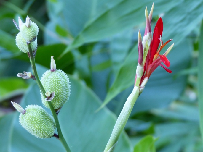 Canna indica