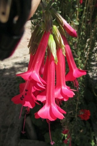 Cantua buxifolia