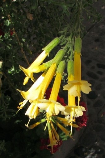 Cantua buxifolia