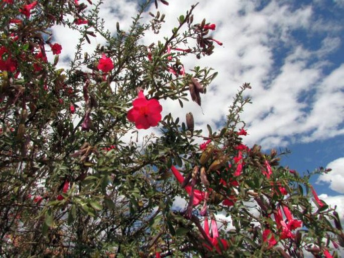 Cantua buxifolia