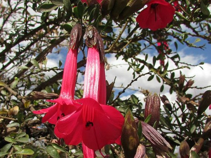 Cantua buxifolia