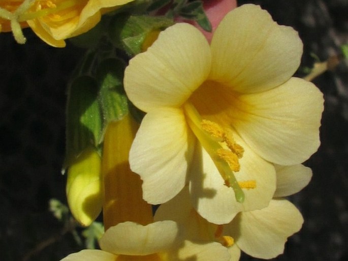 Cantua buxifolia