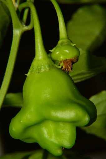 Capsicum baccatum