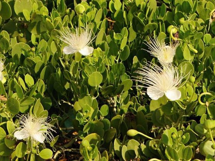 Capparis cartilaginea