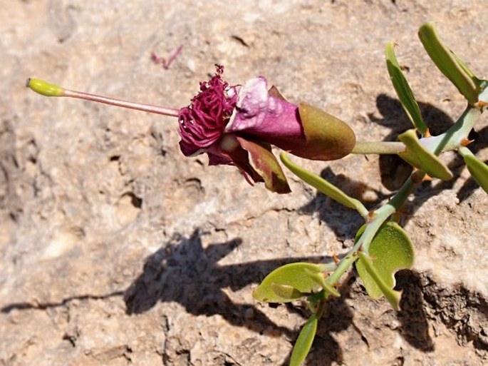 Capparis cartilaginea