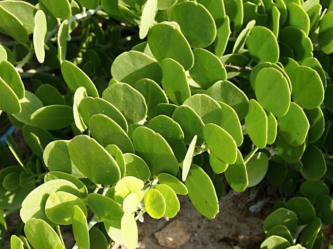 Capparis cartilaginea