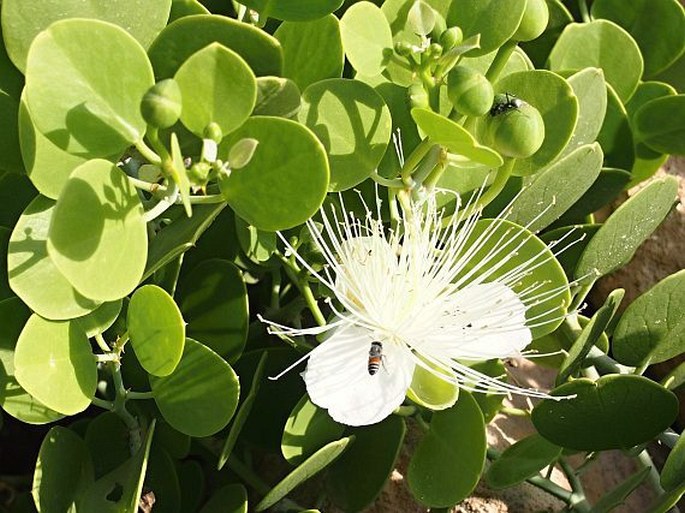 Capparis cartilaginea