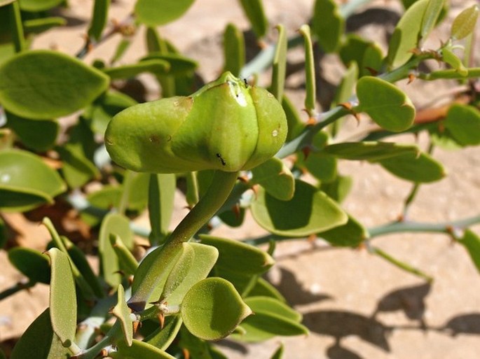 Capparis cartilaginea