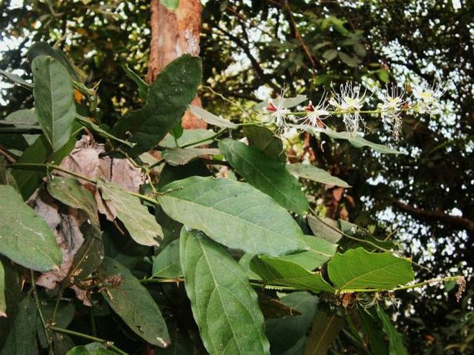 Capparis micracantha