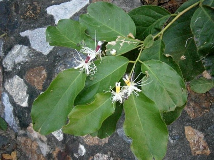 Capparis micracantha