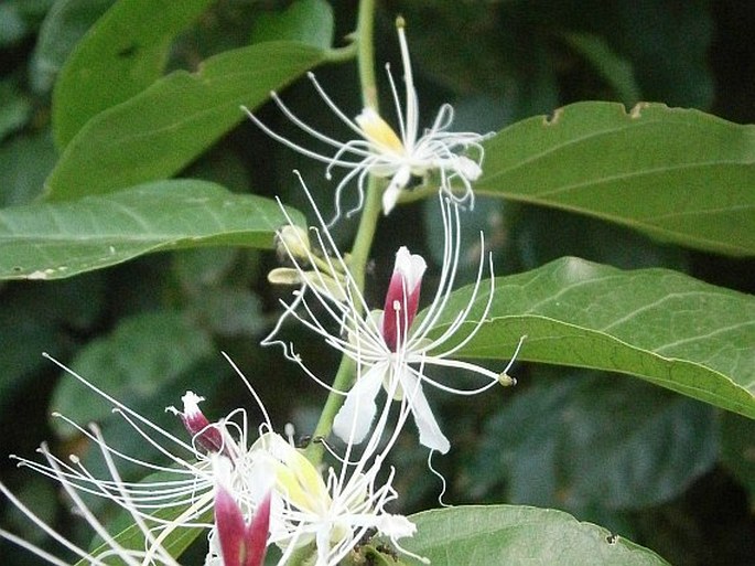 Capparis micracantha