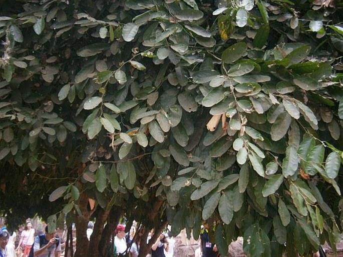 Capparis micracantha