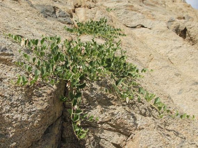 Capparis himalayensis