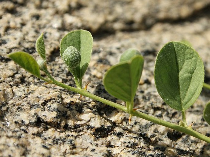 Capparis himalayensis