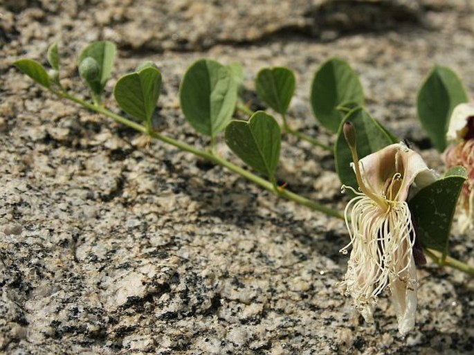 Capparis himalayensis