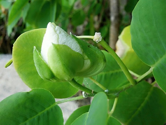 Capparis mariana