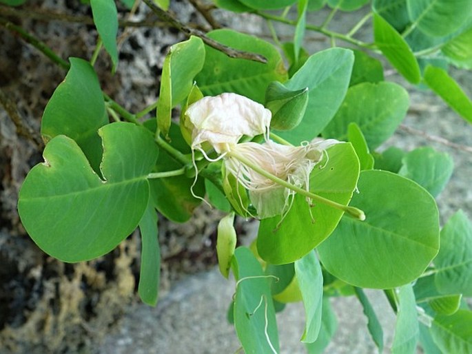 Capparis mariana