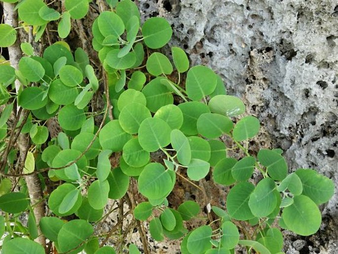 Capparis mariana