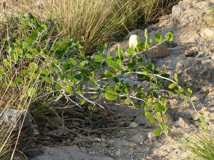 Capparis pyracantha