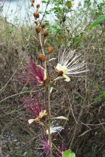 Capparis zeylanica