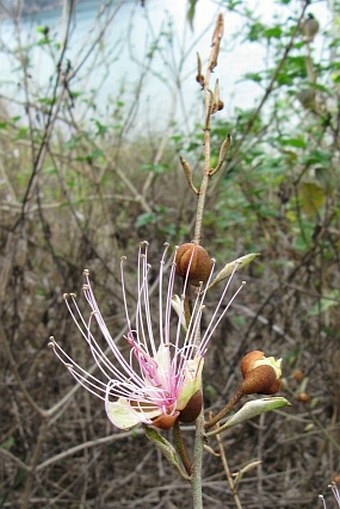 Capparis zeylanica