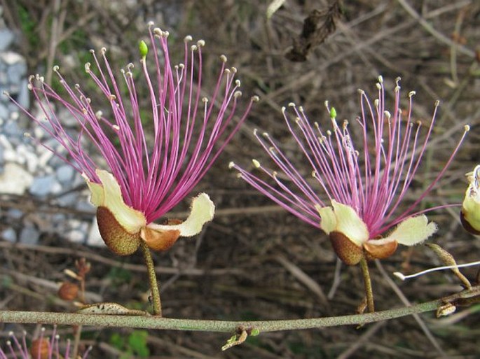 Capparis zeylanica