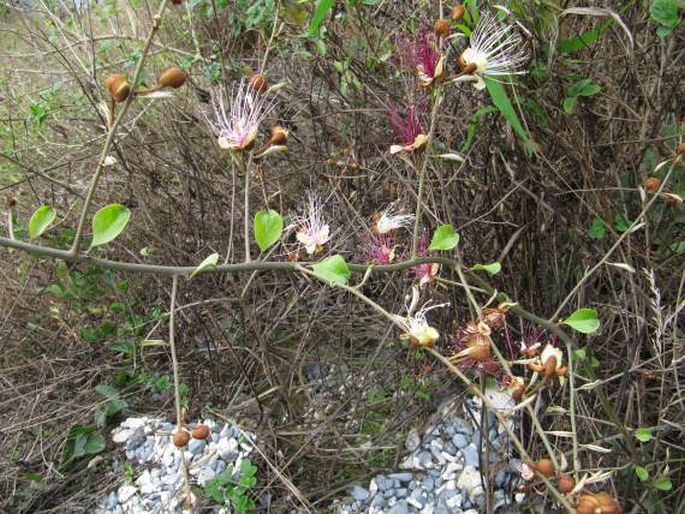 Capparis zeylanica